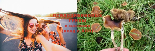 PSILOCYBIN Козловка